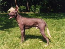 chien_chinois_a_crete_1_20211129_1606859793